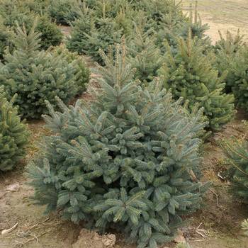 Ель колючая Picea pungens 'Glauca'